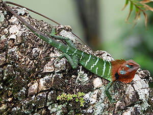 Calotes calotes